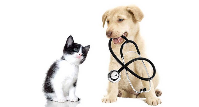 chuyển nhà khi có thú cưng chó và mèo, Kiểm tra sức khỏe thú cưng - Ảnh nguồn internet