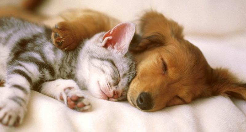 Làm thế nào để chuyển nhà khi có thú cưng của bạn - Ảnh nguồn internet