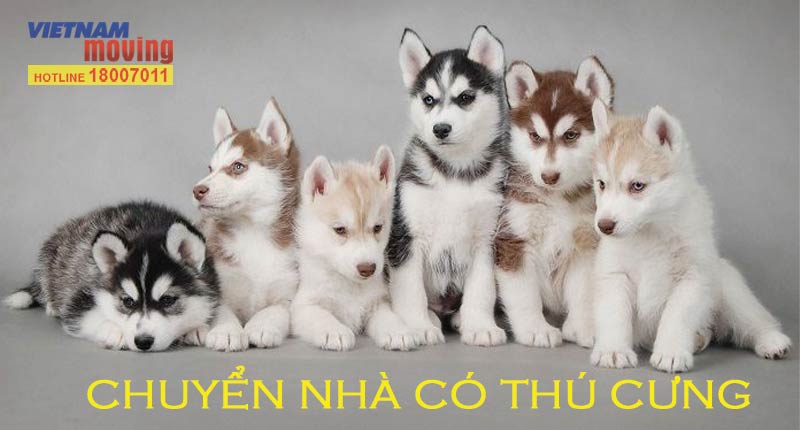 How to move your house when you have a pet